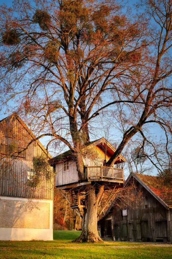 Custom Treehouse Builder in Bellevue, WA
